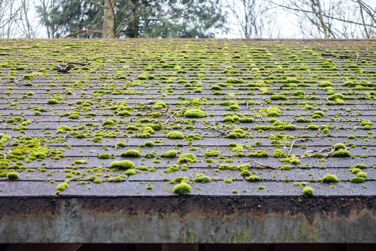 Moss on the rooftop
